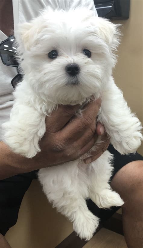 maltese puppies in arizona.